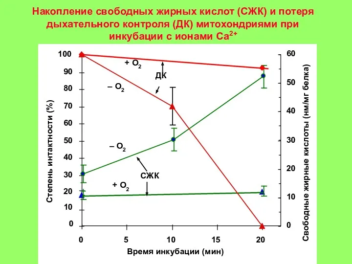 Накопление свободных жирных кислот (СЖК) и потеря дыхательного контроля (ДК) митохондриями при инкубации с ионами Ca2+