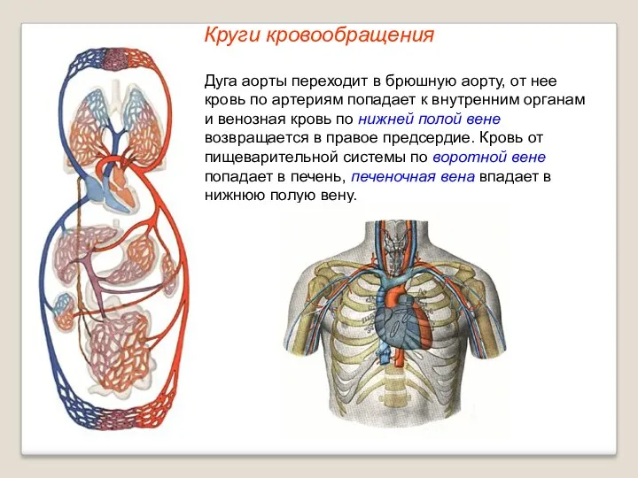 Круги кровообращения Дуга аорты переходит в брюшную аорту, от нее кровь по артериям