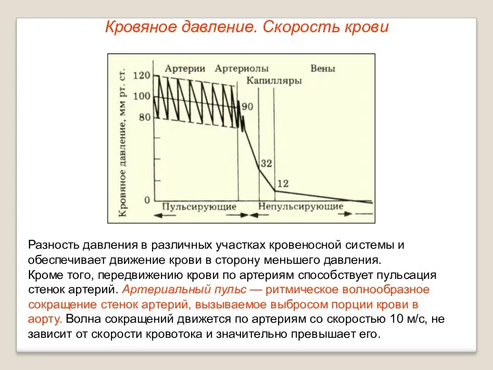 Кровяное давление. Скорость крови Разность давления в различных участках кровеносной системы и обеспечивает