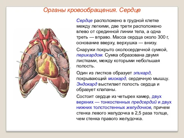 Органы кровообращения. Сердце Сердце расположено в грудной клетке между легкими, две трети расположено