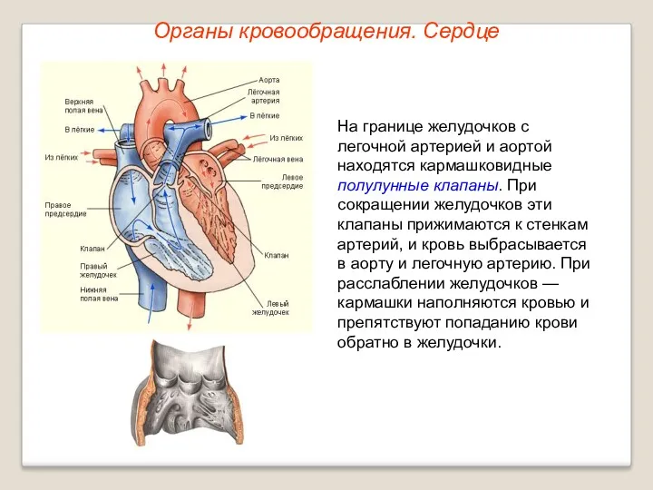 Органы кровообращения. Сердце На границе желудочков с легочной артерией и аортой находятся кармашковидные