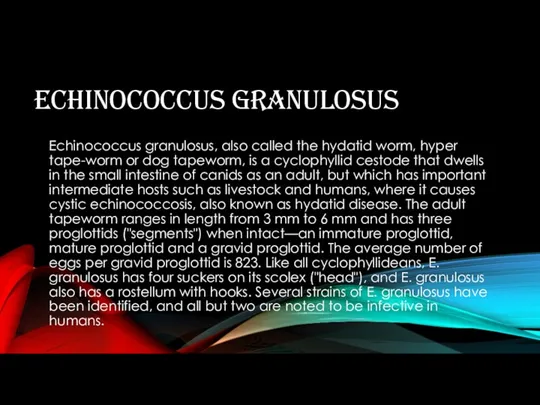 ECHINOCOCCUS GRANULOSUS Echinococcus granulosus, also called the hydatid worm, hyper