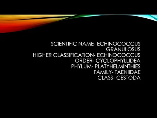 SCIENTIFIC NAME- ECHINOCOCCUS GRANULOSUS HIGHER CLASSIFICATION- ECHINOCOCCUS ORDER- CYCLOPHYLLIDEA PHYLUM- PLATYHELMINTHIES FAMILY- TAENIIDAE CLASS- CESTODA