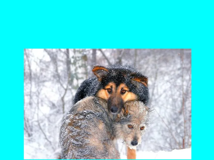 Помогите животным. Обморожения у собак.Мороз является проблемой не только для
