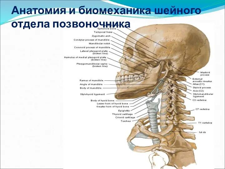 Анатомия и биомеханика шейного отдела позвоночника