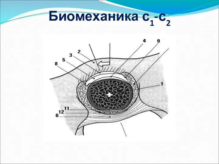 Биомеханика с1-с2