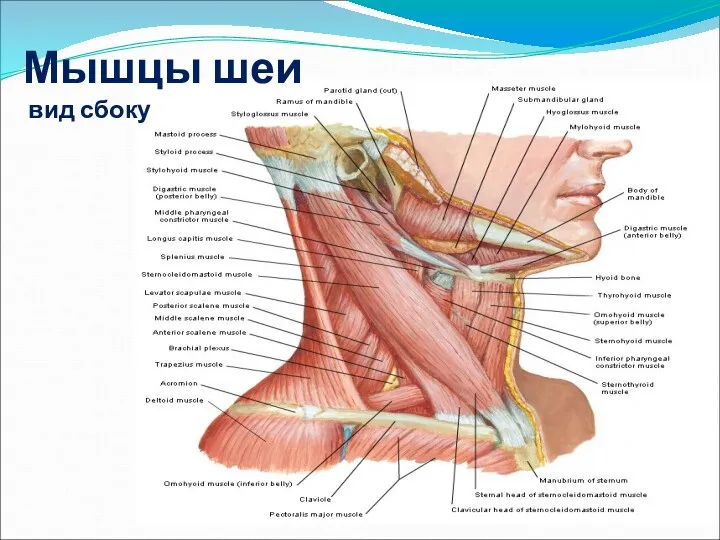 Мышцы шеи вид сбоку