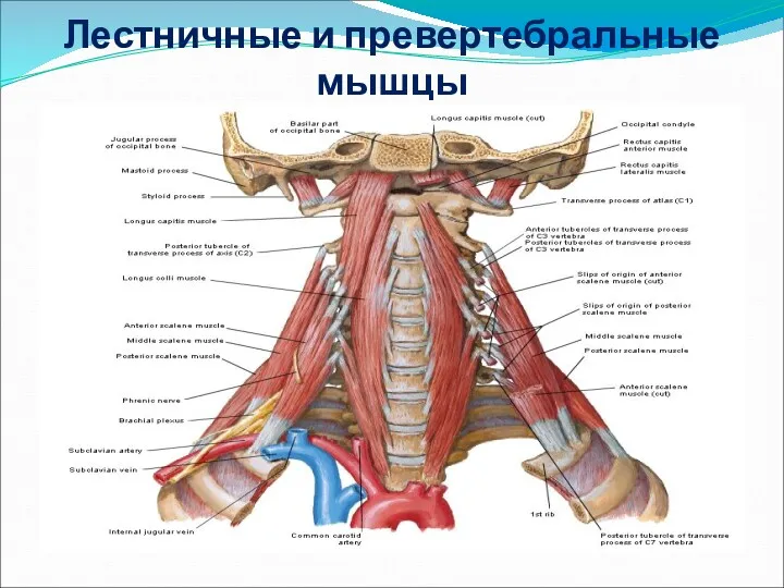 Лестничные и превертебральные мышцы