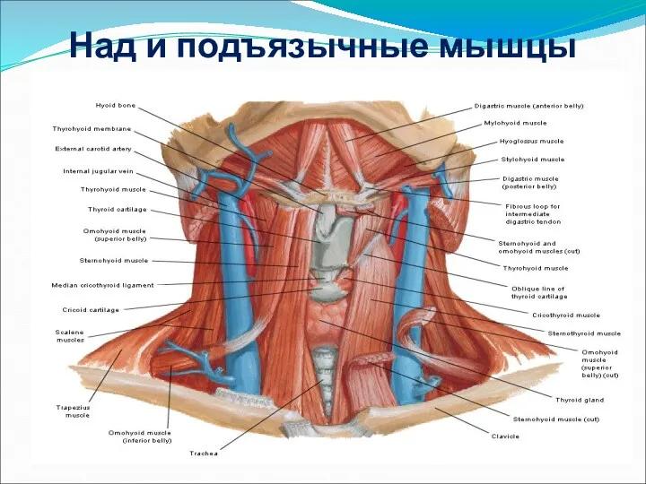 Над и подъязычные мышцы