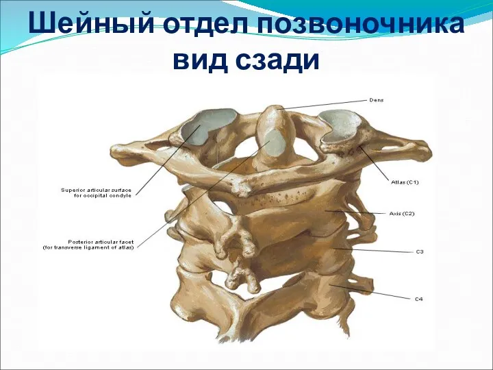 Шейный отдел позвоночника вид сзади
