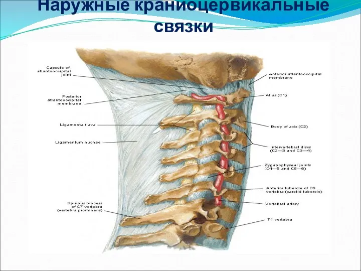 Наружные краниоцервикальные связки