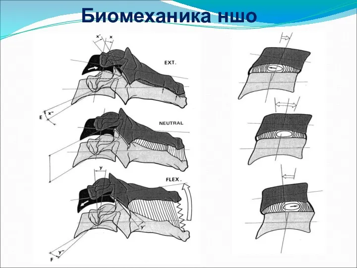 Биомеханика ншо