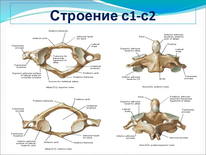 Строение с1-с2