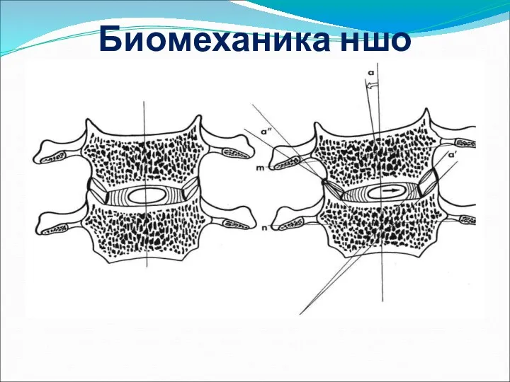 Биомеханика ншо