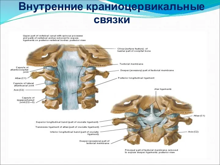 Внутренние краниоцервикальные связки