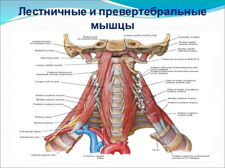 Лестничные и превертебральные мышцы