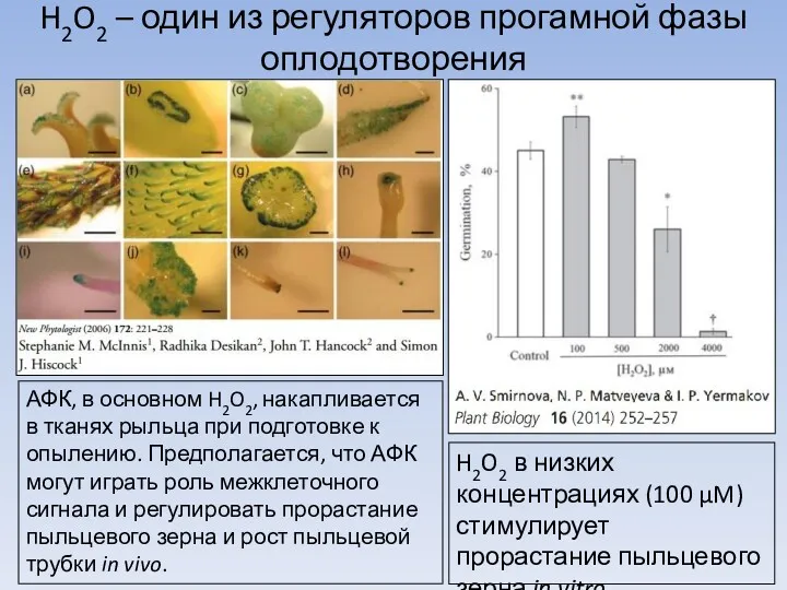H2O2 – один из регуляторов прогамной фазы оплодотворения H2O2 в низких концентрациях (100