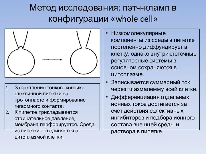 Метод исследования: пэтч-кламп в конфигурации «whole cell» Низкомолекулярные компоненты из