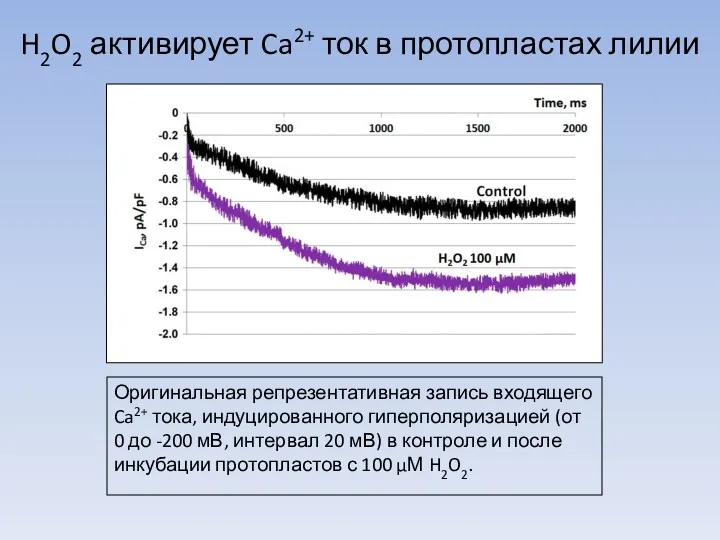 H2O2 активирует Ca2+ ток в протопластах лилии Оригинальная репрезентативная запись входящего Ca2+ тока,