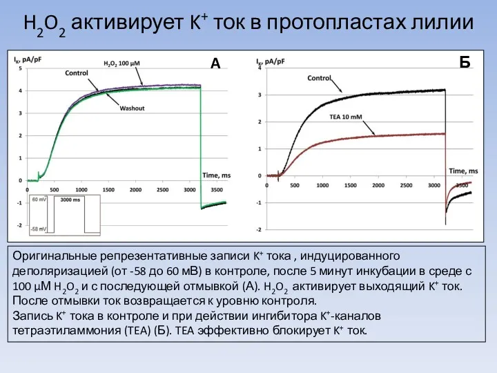 H2O2 активирует K+ ток в протопластах лилии Оригинальные репрезентативные записи K+ тока ,