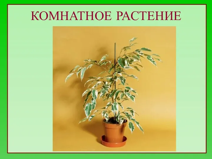 КОМНАТНОЕ РАСТЕНИЕ