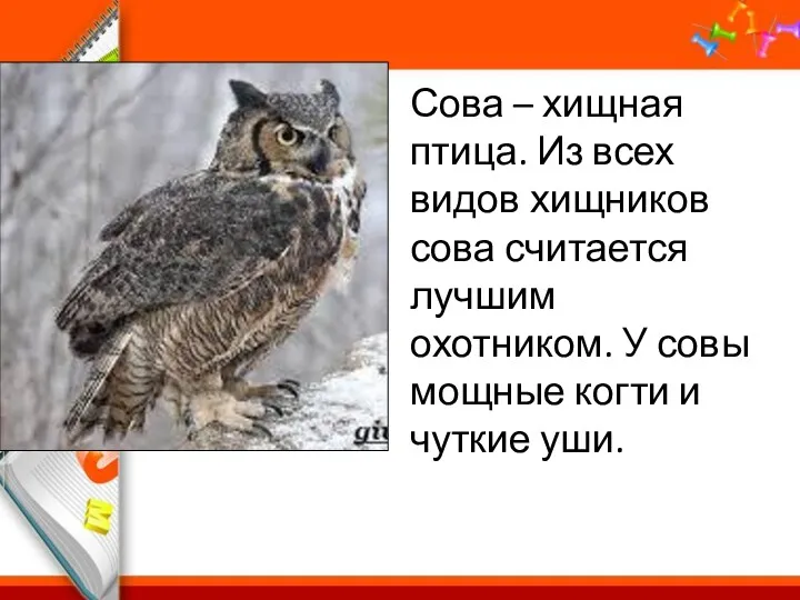 Сова – хищная птица. Из всех видов хищников сова считается лучшим охотником. У