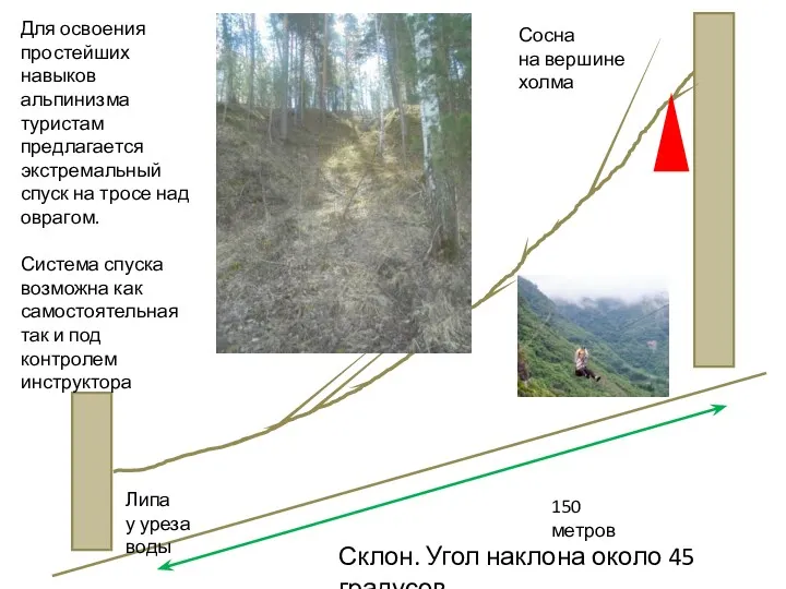 Склон. Угол наклона около 45 градусов Сосна на вершине холма Липа у уреза