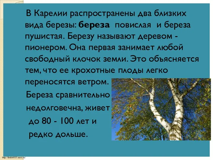 В Карелии распространены два близких вида березы: береза повислая и береза пушистая. Березу