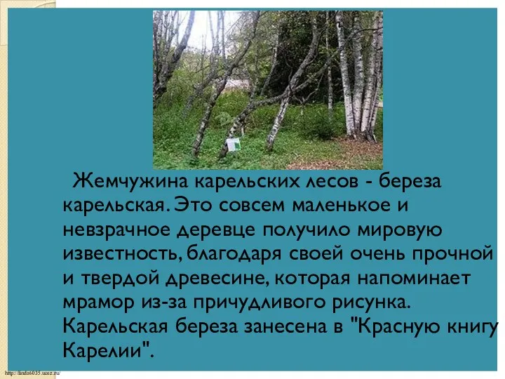 Жемчужина карельских лесов - береза карельская. Это совсем маленькое и невзрачное деревце получило