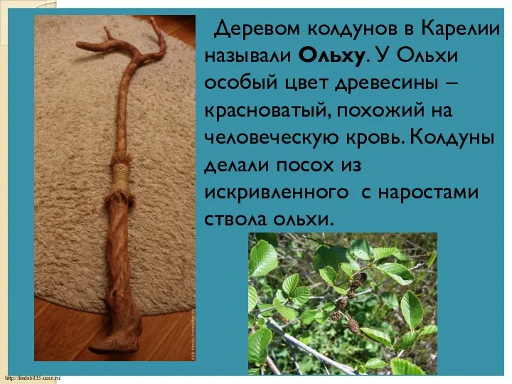 Деревом колдунов в Карелии называли Ольху. У Ольхи особый цвет древесины – красноватый,