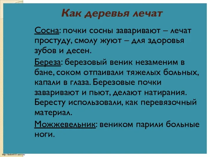 Как деревья лечат Сосна: почки сосны заваривают – лечат простуду,