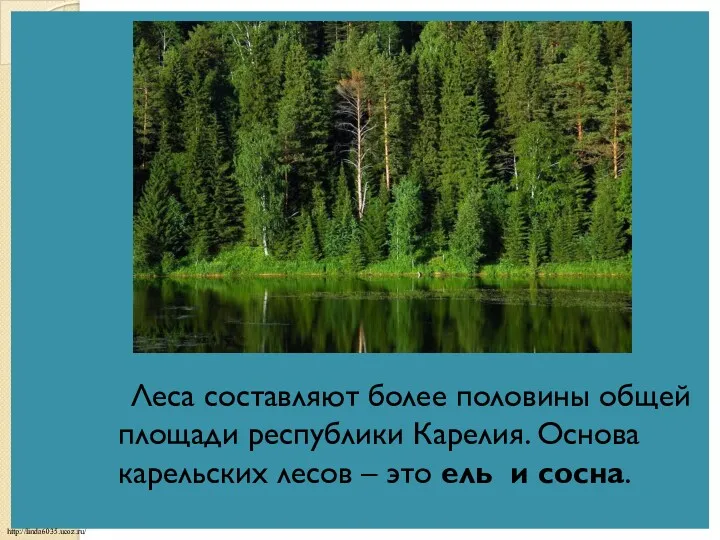 Леса составляют более половины общей площади республики Карелия. Основа карельских лесов – это ель и сосна.