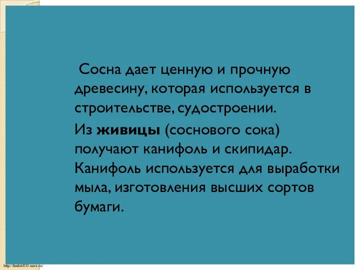 Сосна дает ценную и прочную древесину, которая используется в строительстве, судостроении. Из живицы