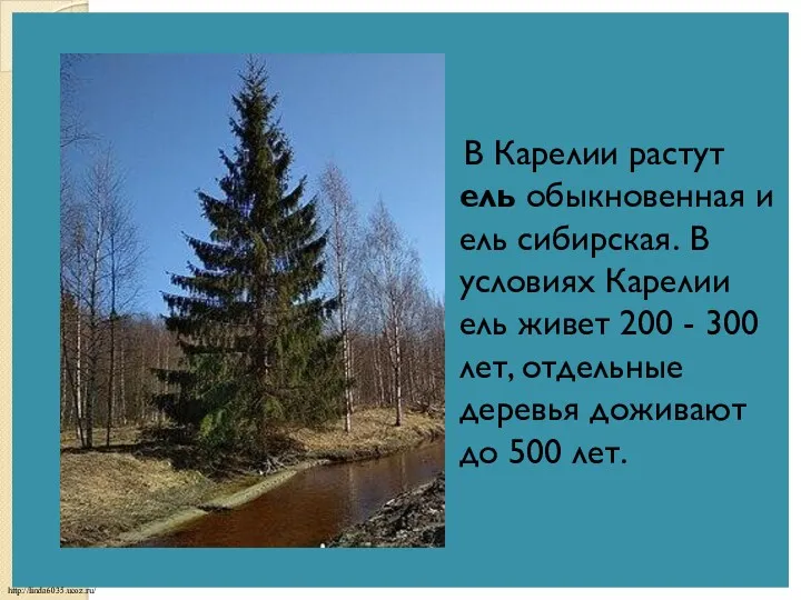 В Карелии растут ель обыкновенная и ель сибирская. В условиях Карелии ель живет