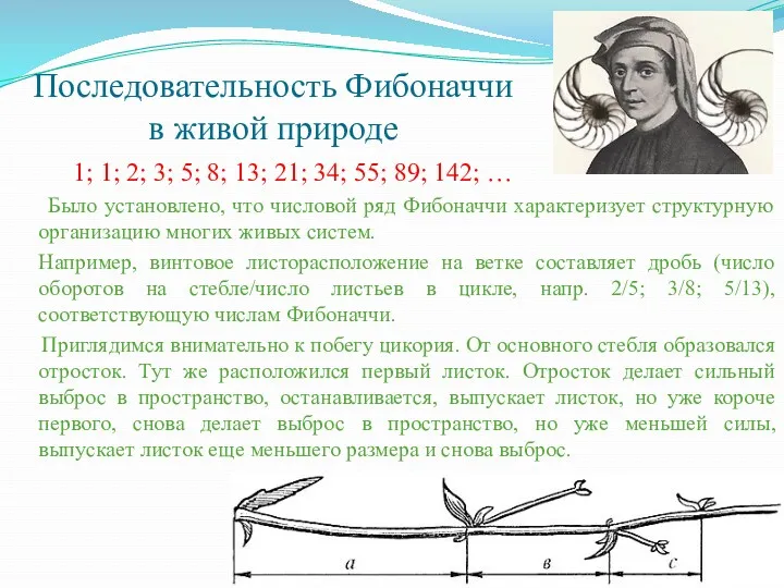 Последовательность Фибоначчи в живой природе 1; 1; 2; 3; 5;