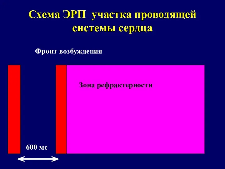 Схема ЭРП участка проводящей системы сердца Зона рефрактерности Фронт возбуждения 600 мс