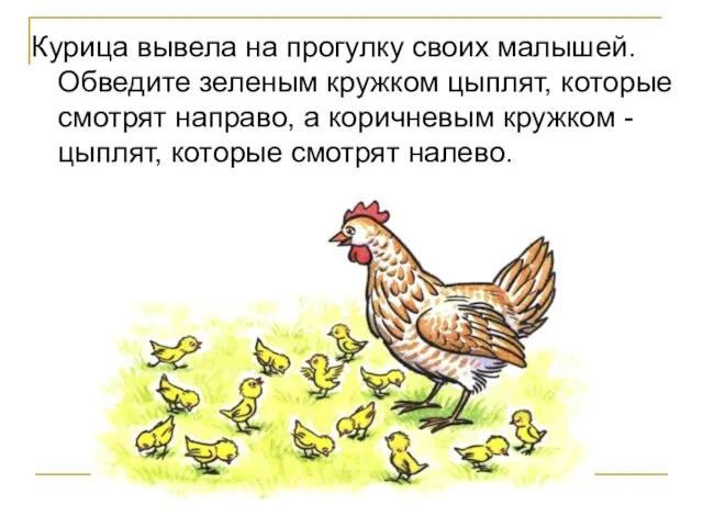 Курица вывела на прогулку своих малышей. Обведите зеленым кружком цыплят, которые смотрят направо,