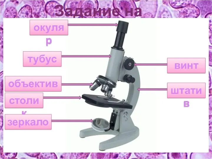 Задание на закрепление окуляр тубус объектив столик винт штатив зеркало