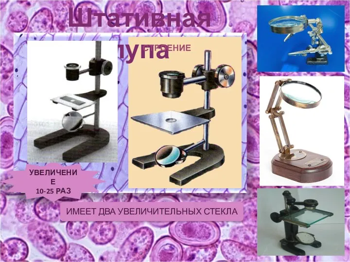 Штативная лупа СТРОЕНИЕ УВЕЛИЧЕНИЕ 10-25 РАЗ ИМЕЕТ ДВА УВЕЛИЧИТЕЛЬНЫХ СТЕКЛА