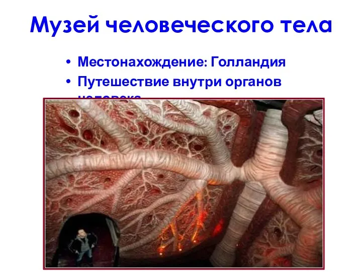 Музей человеческого тела Местонахождение: Голландия Путешествие внутри органов человека