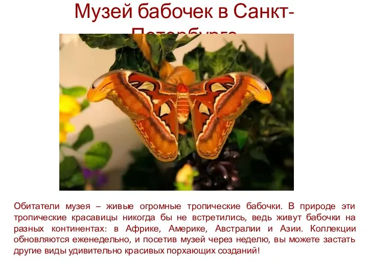 Музей бабочек в Санкт-Петербурге Обитатели музея – живые огромные тропические бабочки. В природе
