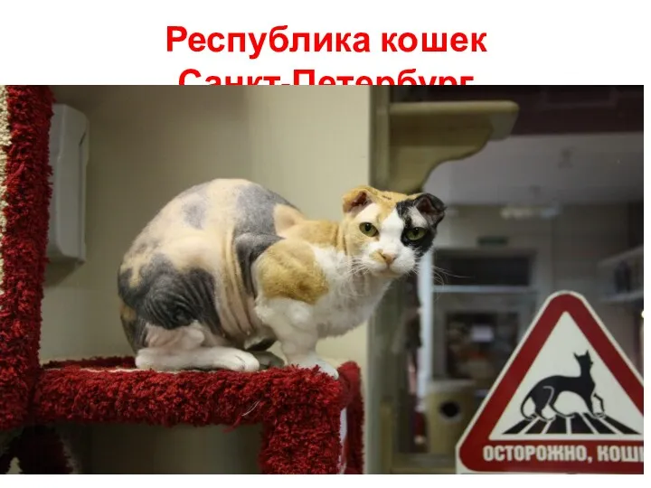 Республика кошек Санкт-Петербург