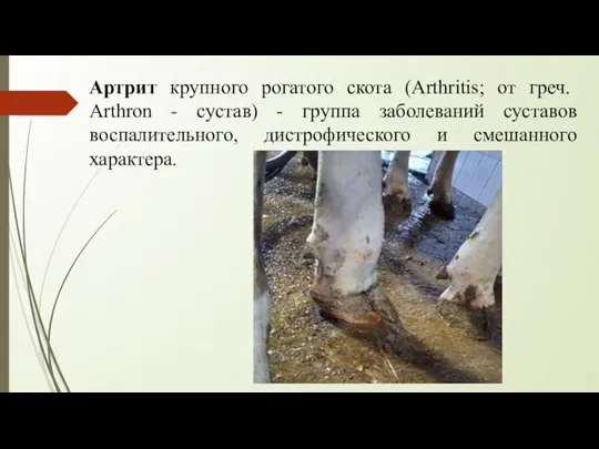 Артрит крупного рогатого скота (Arthritis; от греч. Arthron - сустав) - группа заболеваний