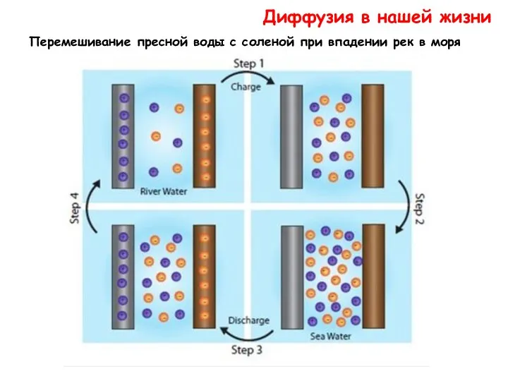 Диффузия в нашей жизни Перемешивание пресной воды с соленой при впадении рек в моря