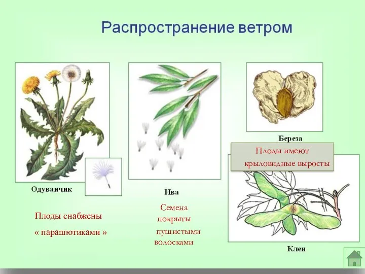 Семена покрыты пушистыми волосками Плоды снабжены « парашютиками » Плоды имеют крыловидные выросты