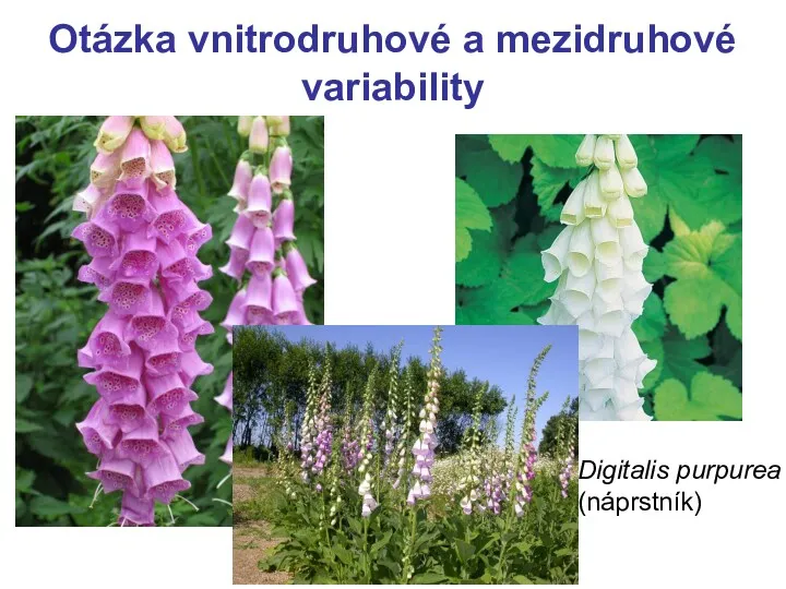 Otázka vnitrodruhové a mezidruhové variability Digitalis purpurea (náprstník)