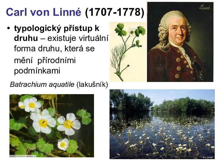 Carl von Linné (1707-1778) typologický přístup k druhu – existuje virtuální forma druhu,