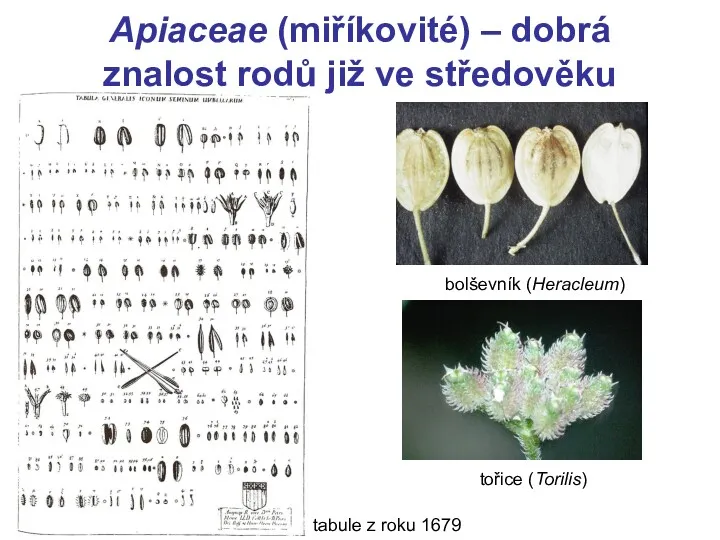 Apiaceae (miříkovité) – dobrá znalost rodů již ve středověku tabule z roku 1679