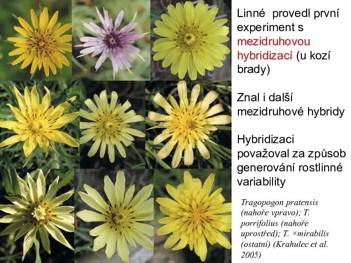 Linné provedl první experiment s mezidruhovou hybridizací (u kozí brady) Znal i další