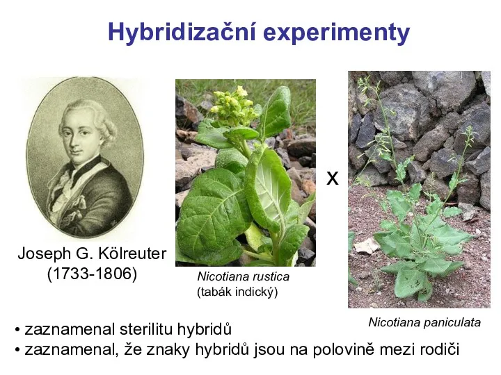 Hybridizační experimenty Nicotiana rustica (tabák indický) Joseph G. Kölreuter (1733-1806) Nicotiana paniculata x